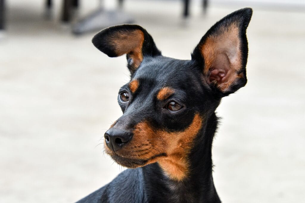 Close-up portrait of a curious Miniature Pinscher dog outdoors, showcasing its alert expression.