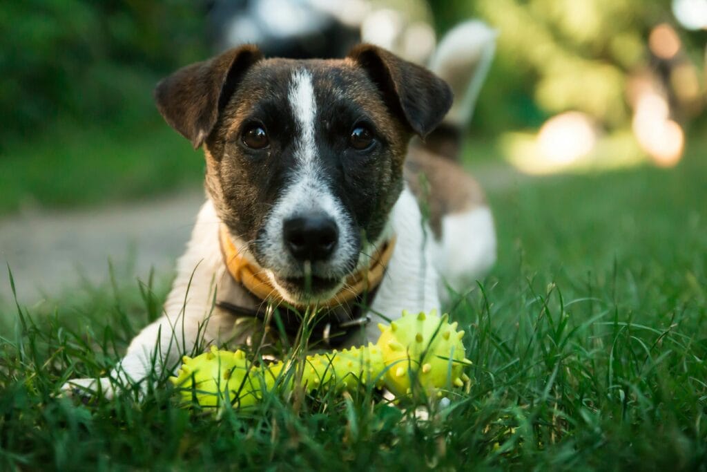 Adorable Jack Russell Terrier puppy playing with a yellow toy outdoors.