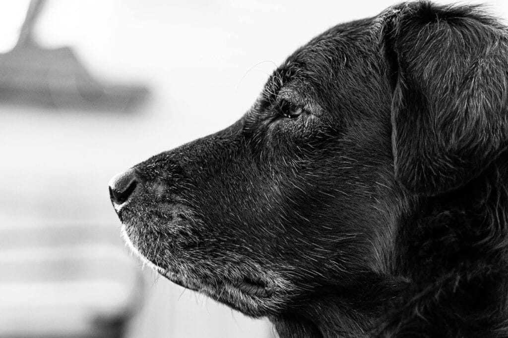 A detailed black and white side profile of a mature dog.