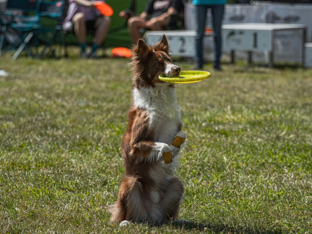 Australian Shepherd sits balancing frisbee during an outdoor dog show event.