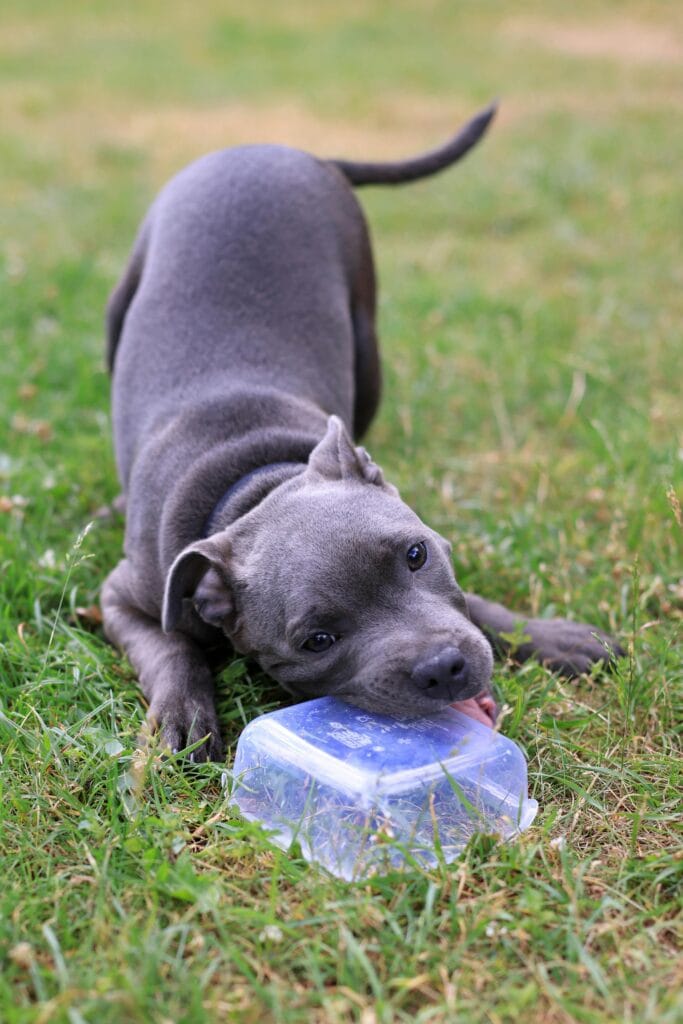 Adorable gray puppy playing and chewing on a container in the grassy outdoors.