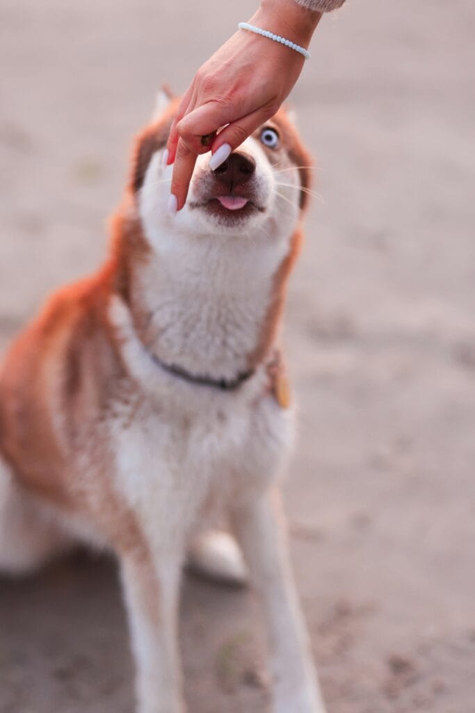 Cute dog receiving a treat from owner outdoors, showcasing a playful moment.