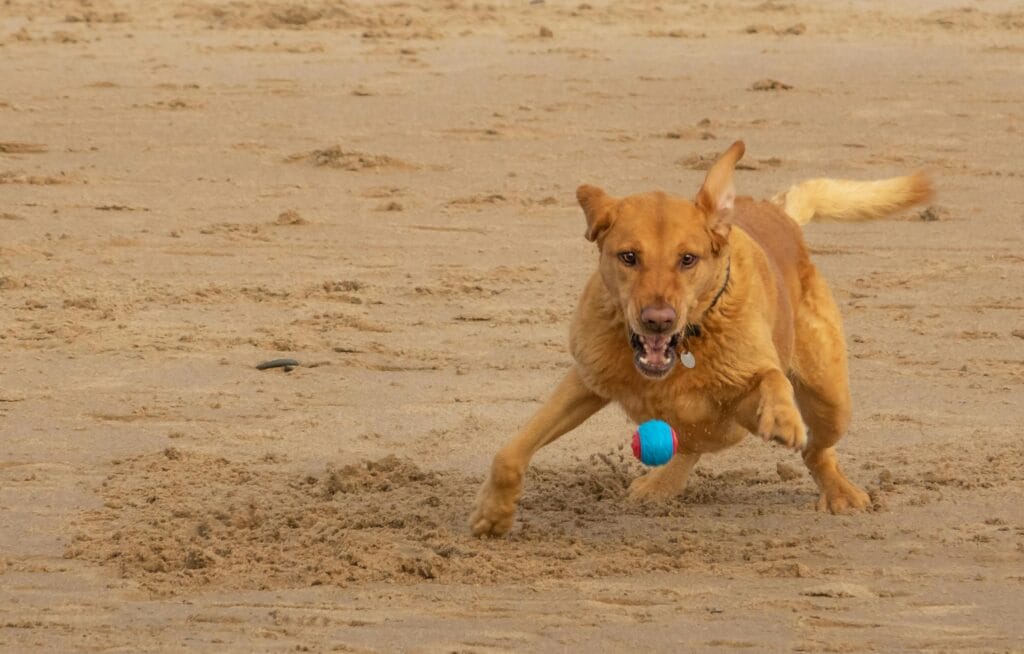 How Often Should Dogs Exercise?, A lively dog joyously playing with a blue ball on a sandy beach. Capture the playful spirit.