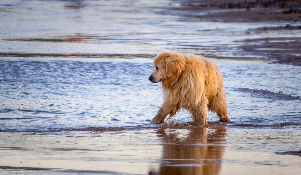 Golden Retriever enjoying a stroll along the beach shore creating a serene scene.