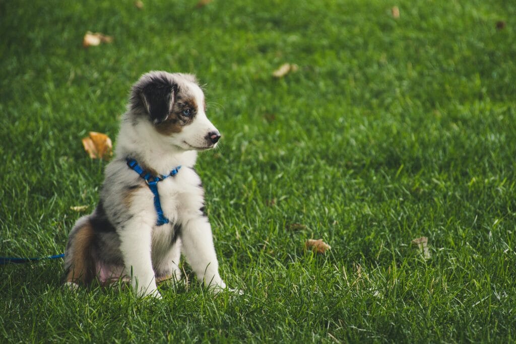 Cute Australian Shepherd puppy with leash sitting on green grass outdoors.