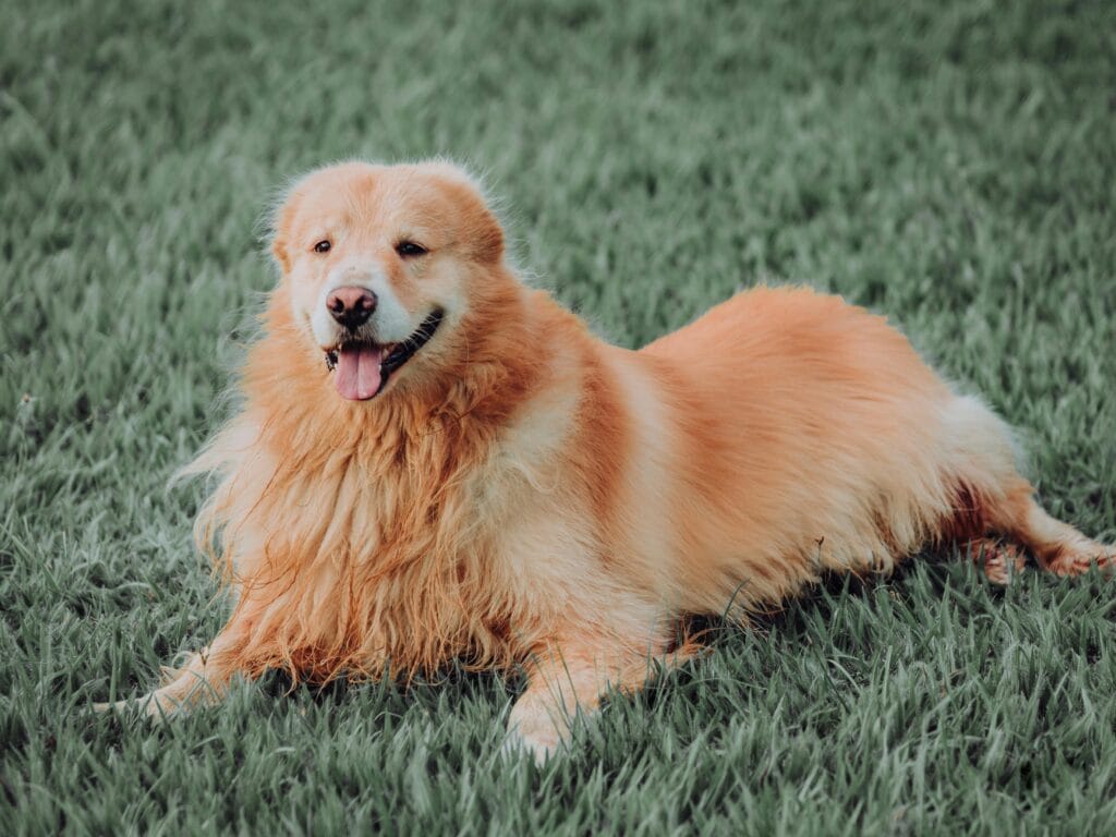 A golden retriever dog relaxing on the green grass in Ji-Paraná, Brazil.