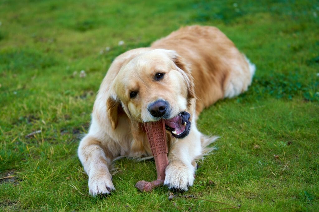 Playful golden retriever chewing a toy on a green lawn outdoors.