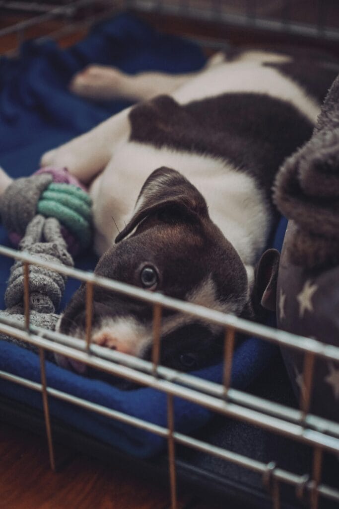 Adorable puppy lying comfortably on a blue blanket inside a crate, surrounded by toys.