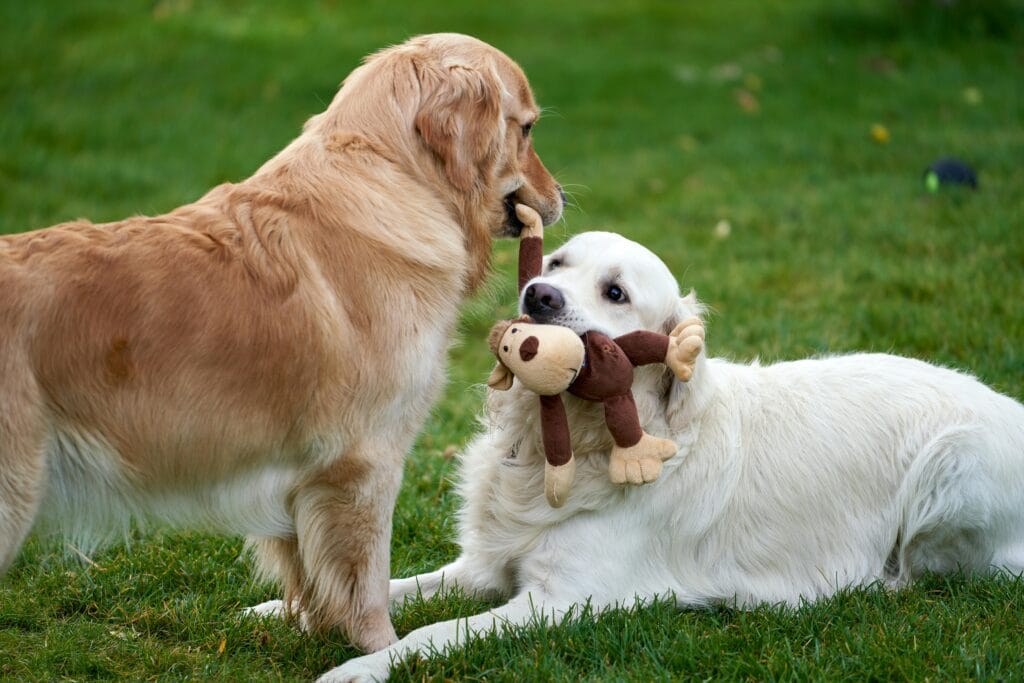 Two golden retrievers playing with a plush toy on the grass in a playful outdoor moment.