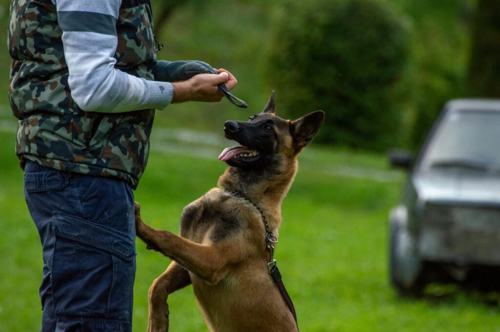 A Belgian Malinois in training interacts playfully with a man in an outdoor setting.