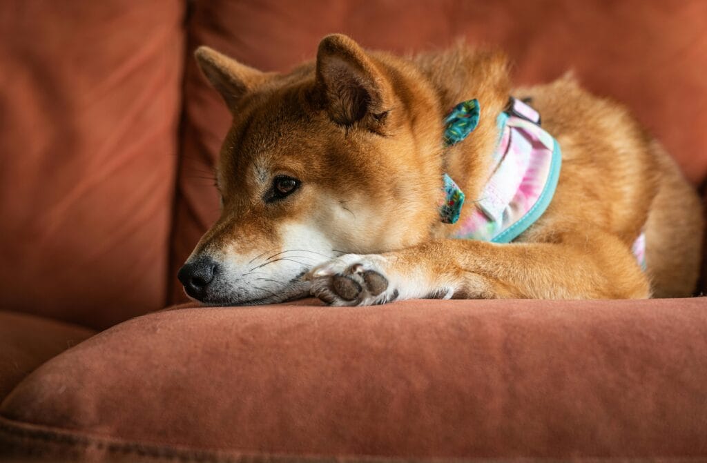 Adorable Shiba Inu dog lying on a comfortable couch indoors, in a relaxed pose.