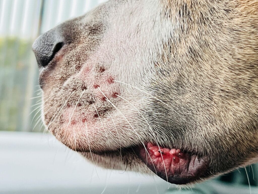 Detailed close-up of a dog's snout, mouth, and whiskers, showcasing skin texture.