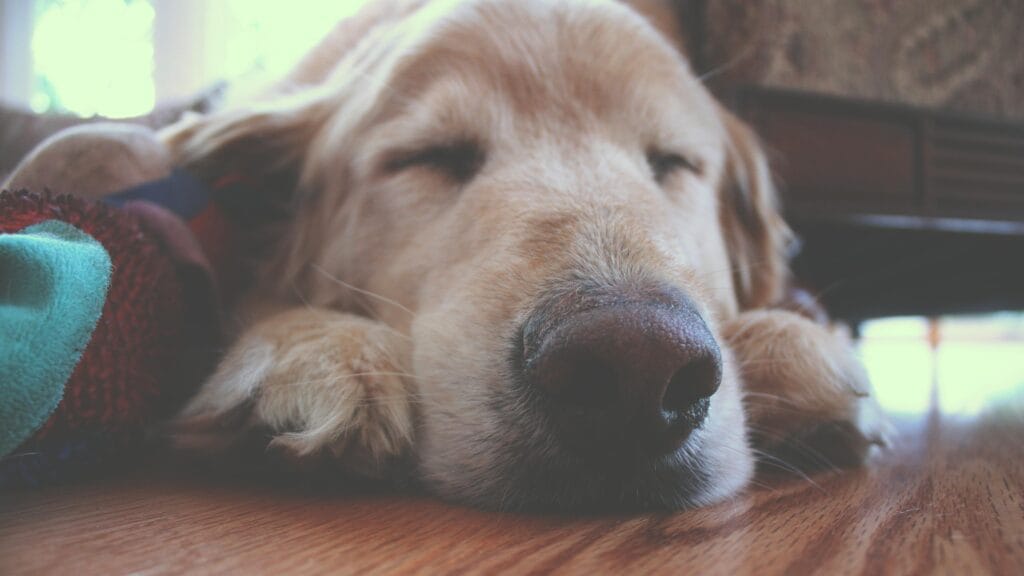 How to calm an anxious dog, A cute golden retriever sleeping peacefully on a wooden floor indoors, capturing a cozy moment.