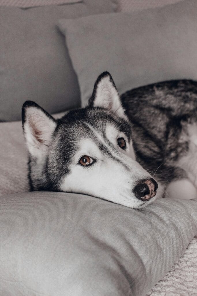Siberian Husky dog resting on a cozy bed indoors, embodying warmth and relaxation.