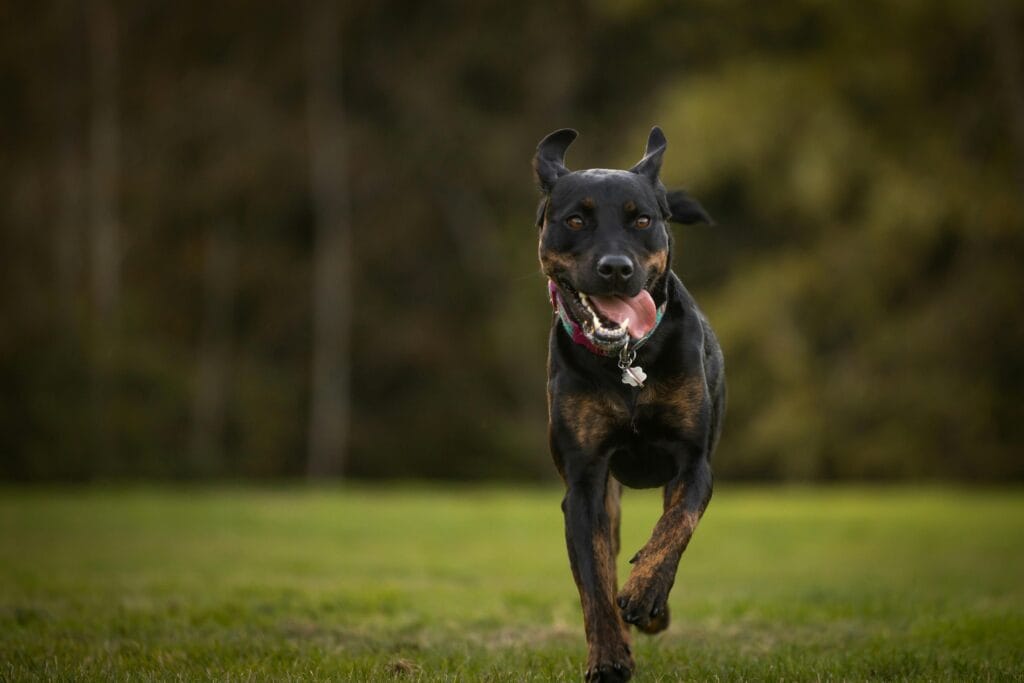 Black and brown dog running on grass, showcasing energy and joy in a natural setting.