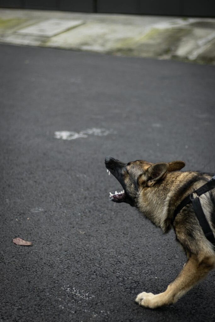 German Shepherd dog on a leash barking on an empty city street, showcasing alertness and protection.