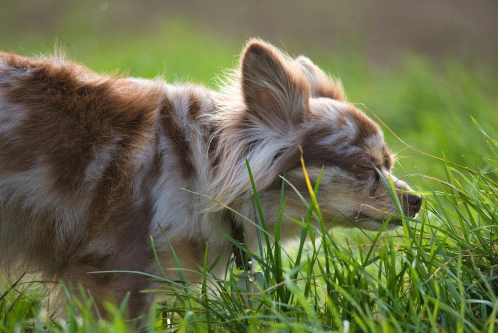 Cute Chihuahua puppy enjoys a sunny day exploring grass outdoors.
