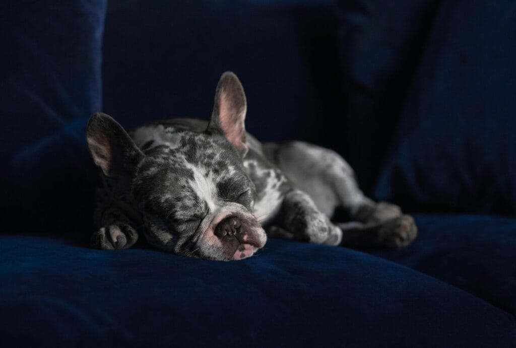 Cute merle French Bulldog puppy sleeping on a dark blue sofa indoors.