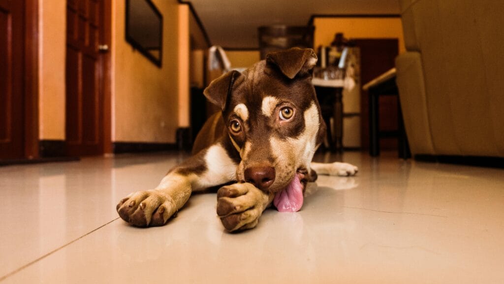 Close-up of a cute brown puppy licking its paw while lying indoors.