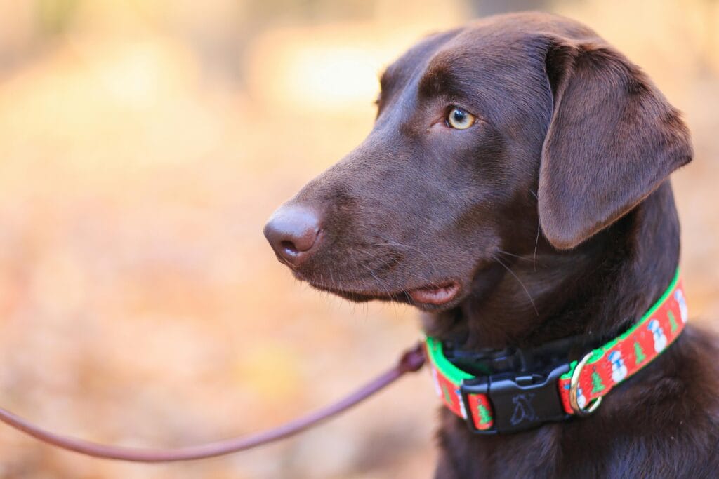 A chocolate Labrador retriever with a colorful collar enjoys a sunny day outside.