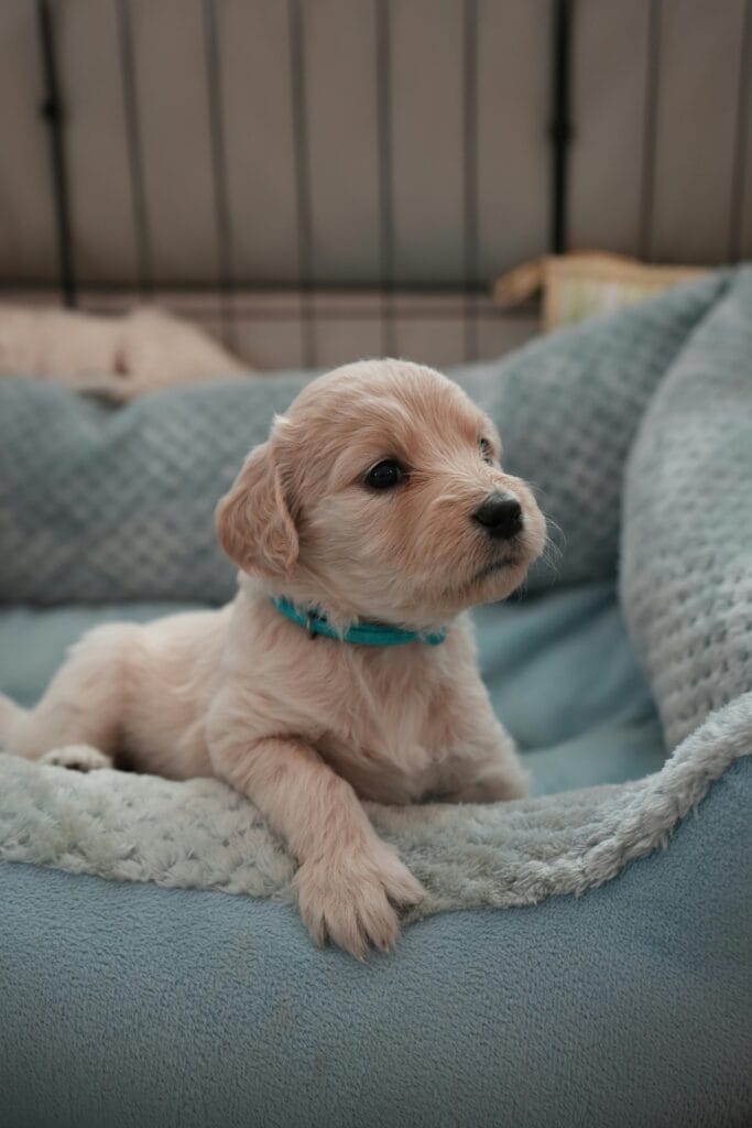 Cute puppy lying in a soft blue bed indoors, looking alert and relaxed.