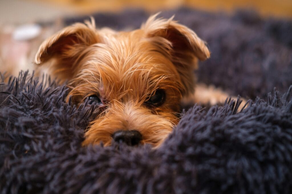 A Yorkshire Terrier snuggled into a soft, fluffy blanket, showcasing the pet's cute and cozy essence.