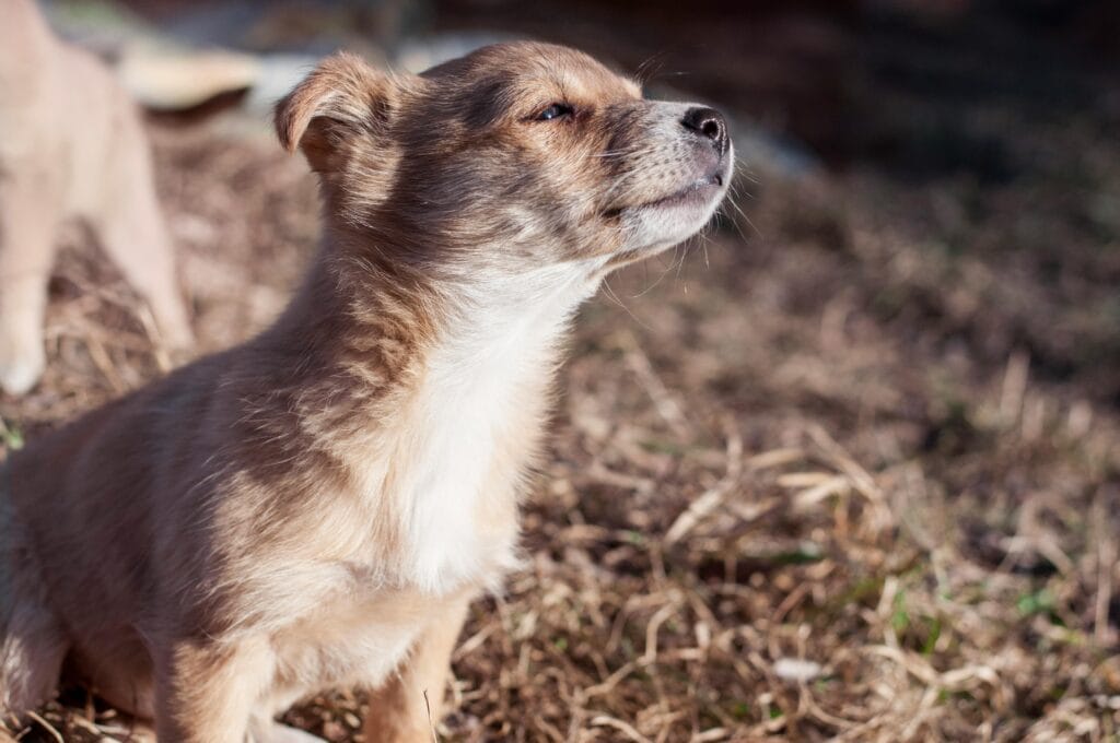 Cute brown puppy basking in the sunlight, enjoying the fresh outdoor environment.