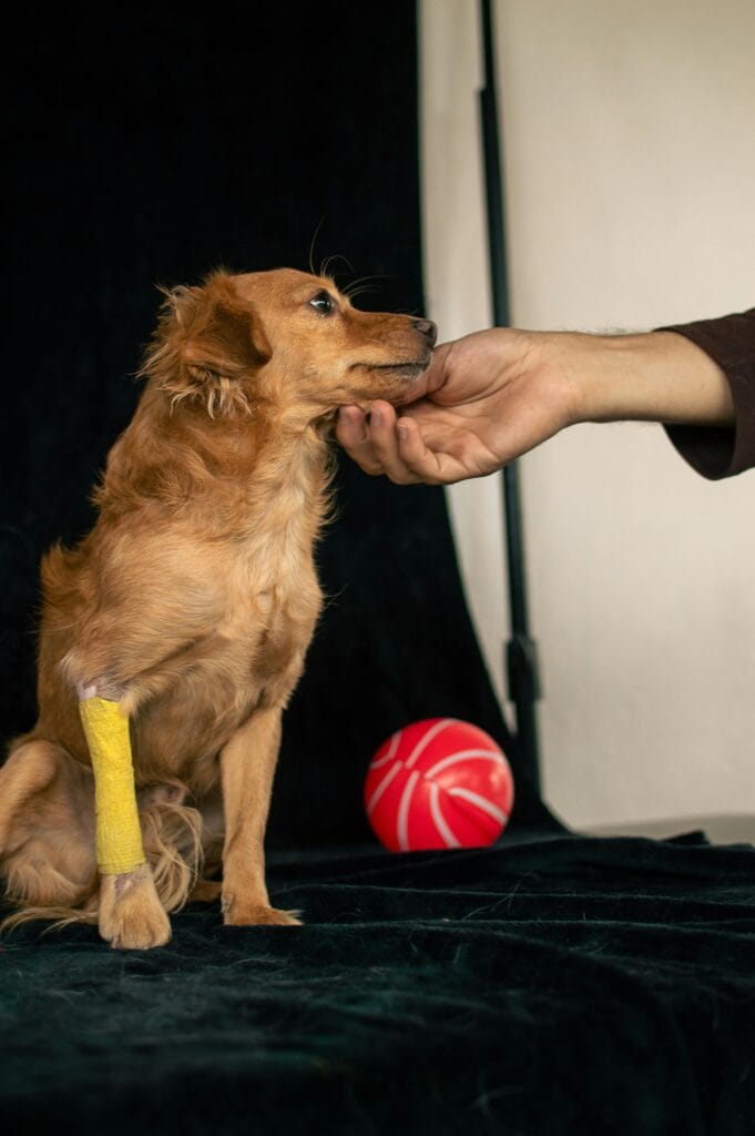 A small dog with a bandaged leg being comforted by a human indoors.