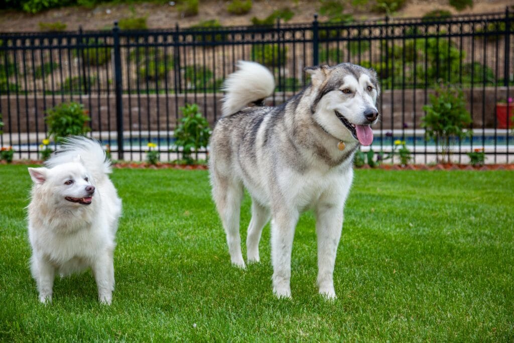Two dogs having fun on a green lawn in a fenced garden area during the day.