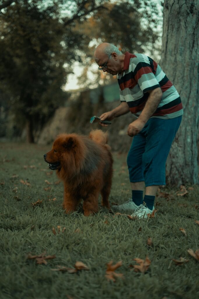 Elderly man grooming his Chow Chow dog outdoors during fall