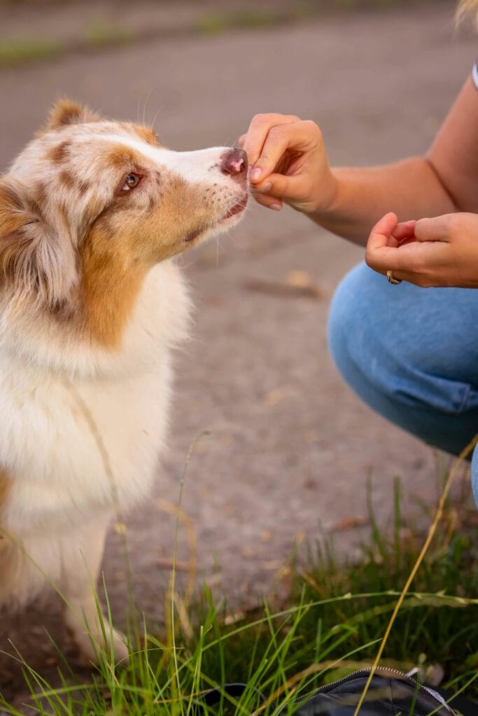 A close-up of an Australian Shepherd receiving a treat from a woman's hand outdoors.