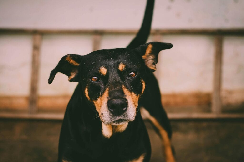 A close-up of a black and tan dog with attentive eyes and expressive ears indoors.