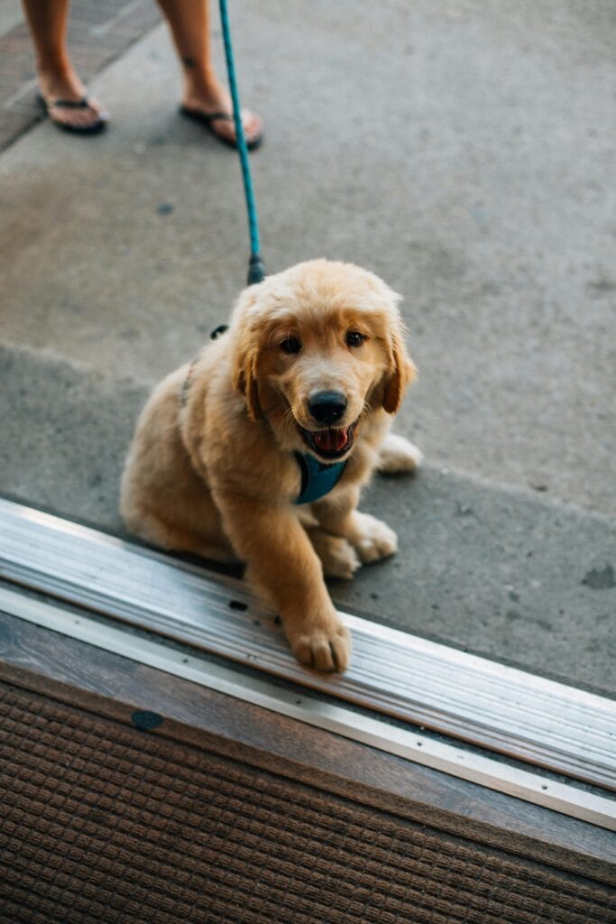 Adorable Golden Retriever puppy on a leash sitting by the doorway in Newport, RI.