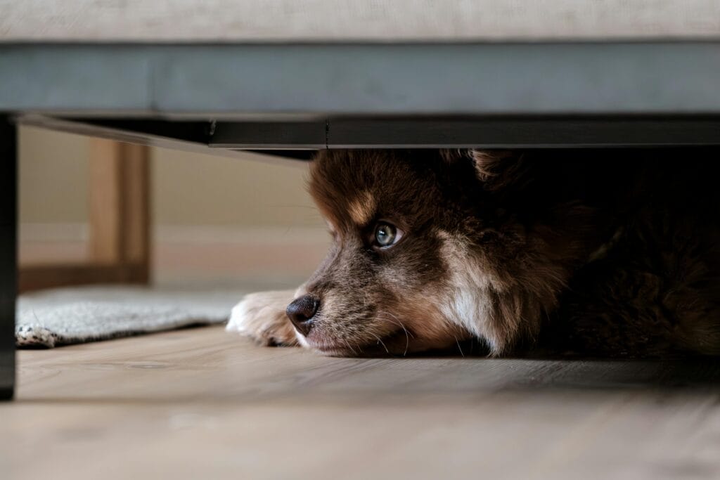 A fluffy dog quietly hides under a sofa, capturing a moment of peace and curiosity.