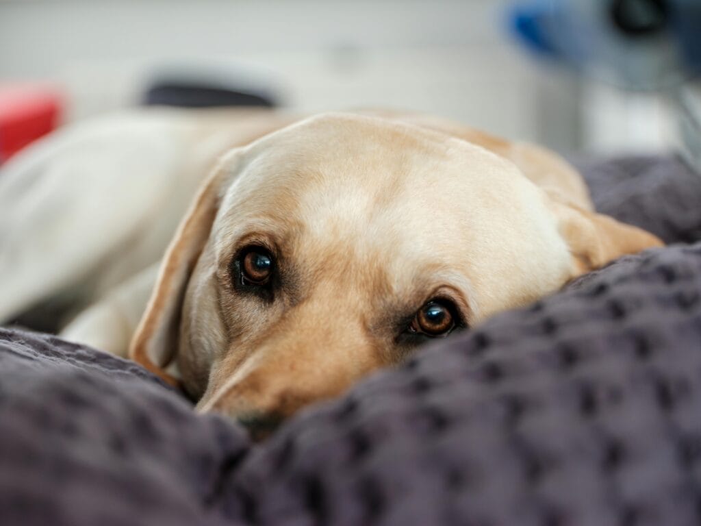 Labrador Retriever with gentle eyes resting on a soft pillow indoors.