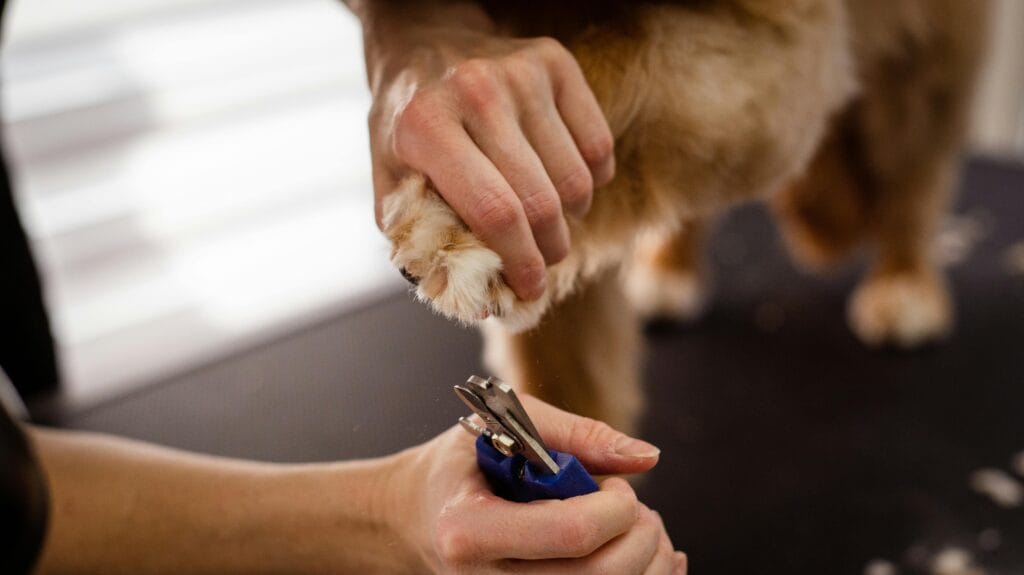 A close-up view of pet grooming focusing on a dog's paw being trimmed with special scissors, highlighting care and precision.