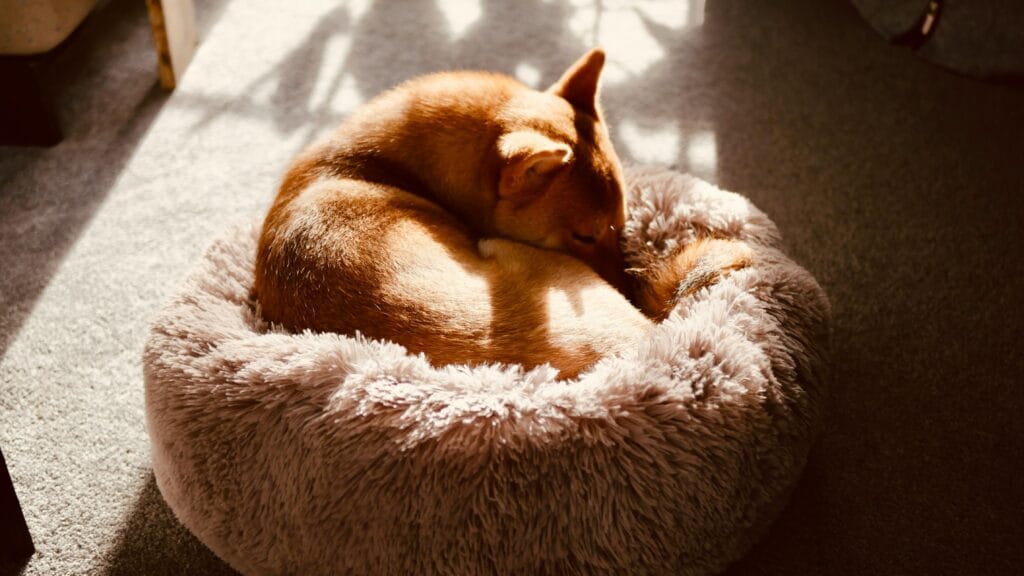 A Shiba Inu dog peacefully sleeping curled up on a fluffy pet bed with warm sunlight.
