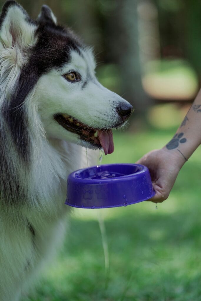 A Siberian Husky drinks water from a purple bowl held by a tattooed hand in a grassy area.