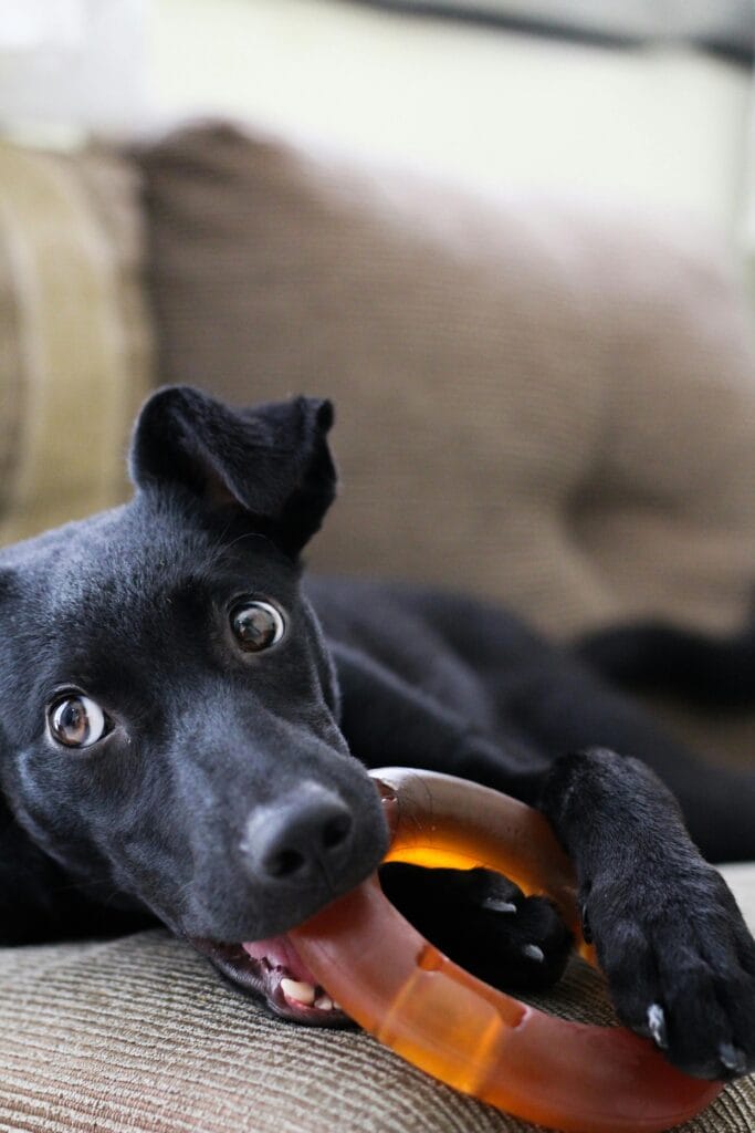 Best Anti-Anxiety Toys for Dogs Home Alone, A lively black dog bites a toy ring on a comfortable couch indoors.