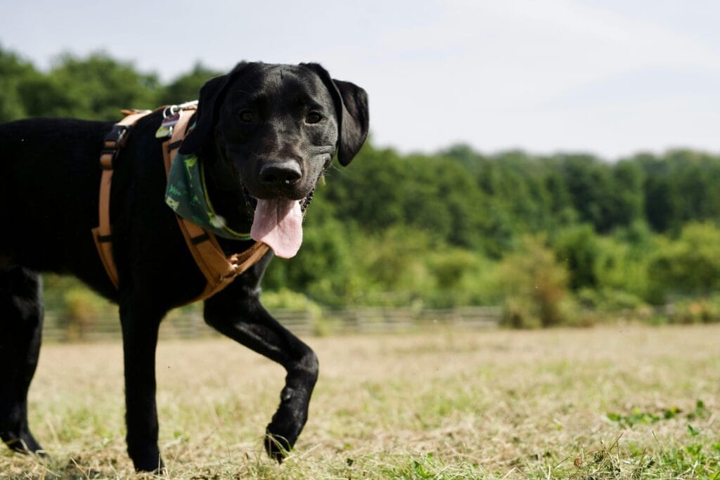 A lively black Labrador Retriever enjoying a sunny day in a grassy outdoor field.