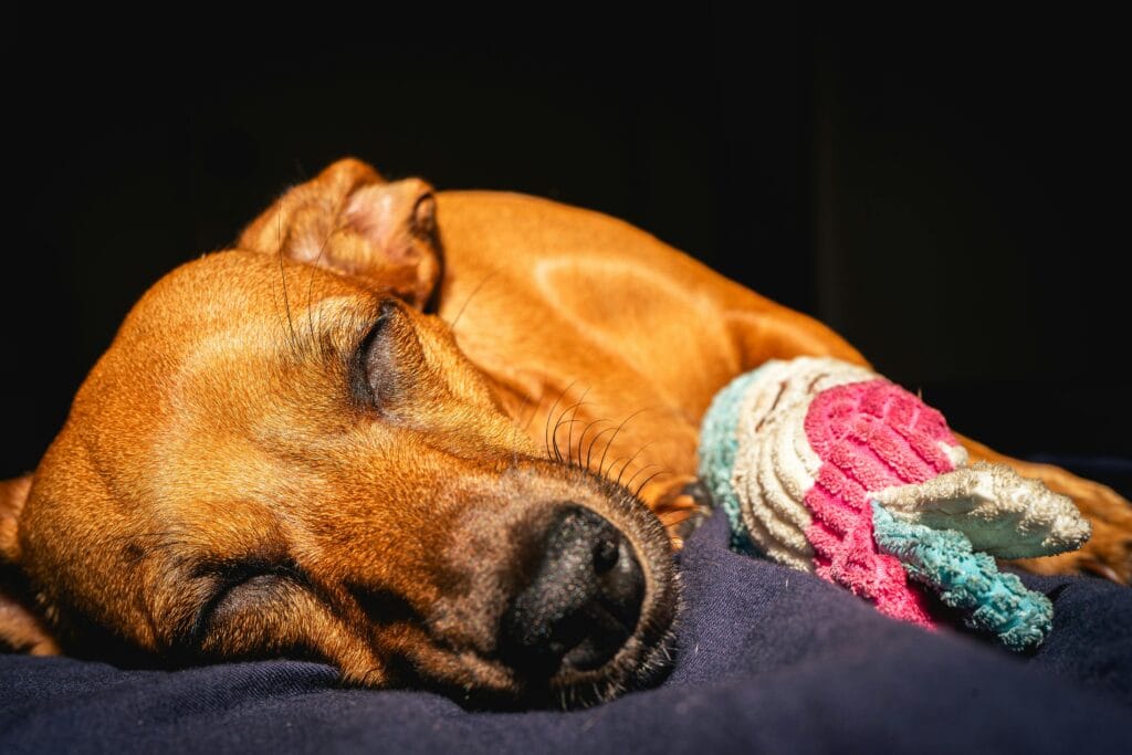 Adorable dog peacefully sleeping with a colorful toy indoors, creating a cozy and loving scene.
