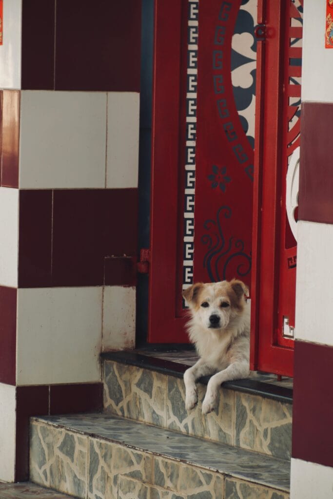 How to Help a Dog With Separation Anxiety, A cute dog lies comfortably at a colorful doorway, evoking warmth and relaxation.