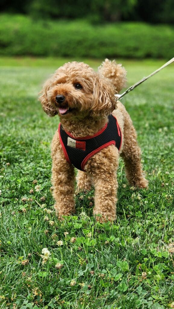 Adorable toy poodle enjoying a walk in Sagamihara park, Japan.