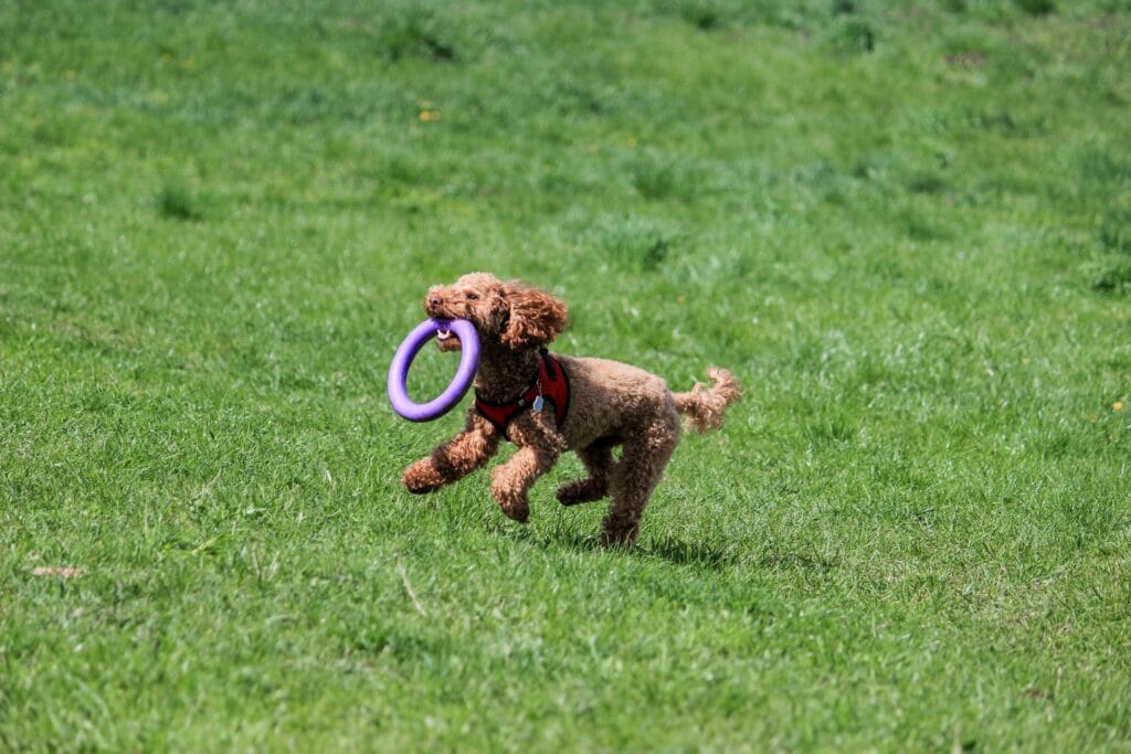 A joyful poodle running on grass with a purple toy ring in its mouth.