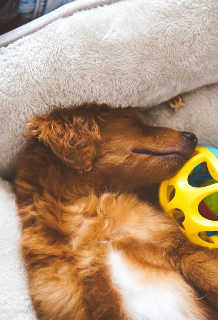 Cute puppy sleeping with a colorful toy in its bed, showcasing tranquility and comfort.
