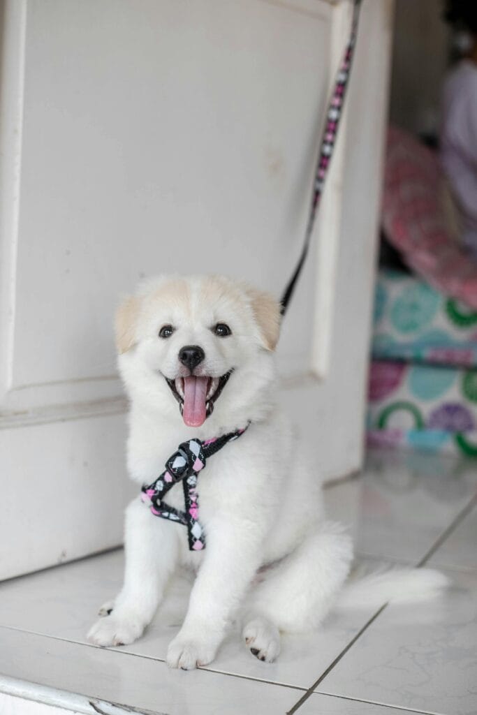 Cheerful white fluffy puppy with floral leash, sitting happily indoors.