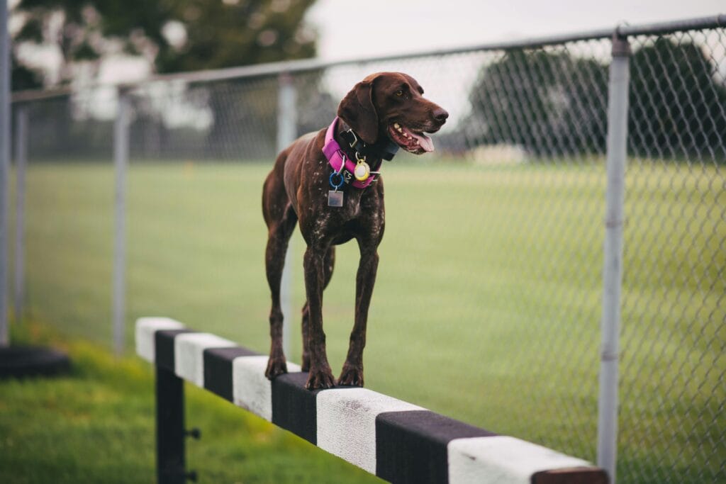 German Shorthaired Pointer skillfully balancing on a beam outdoors.