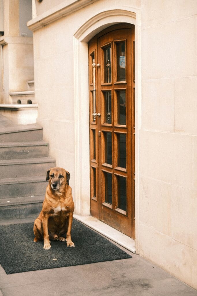 A brown dog rests calmly by a classic wooden door in an urban setting. Architectural style meets pet tranquility.