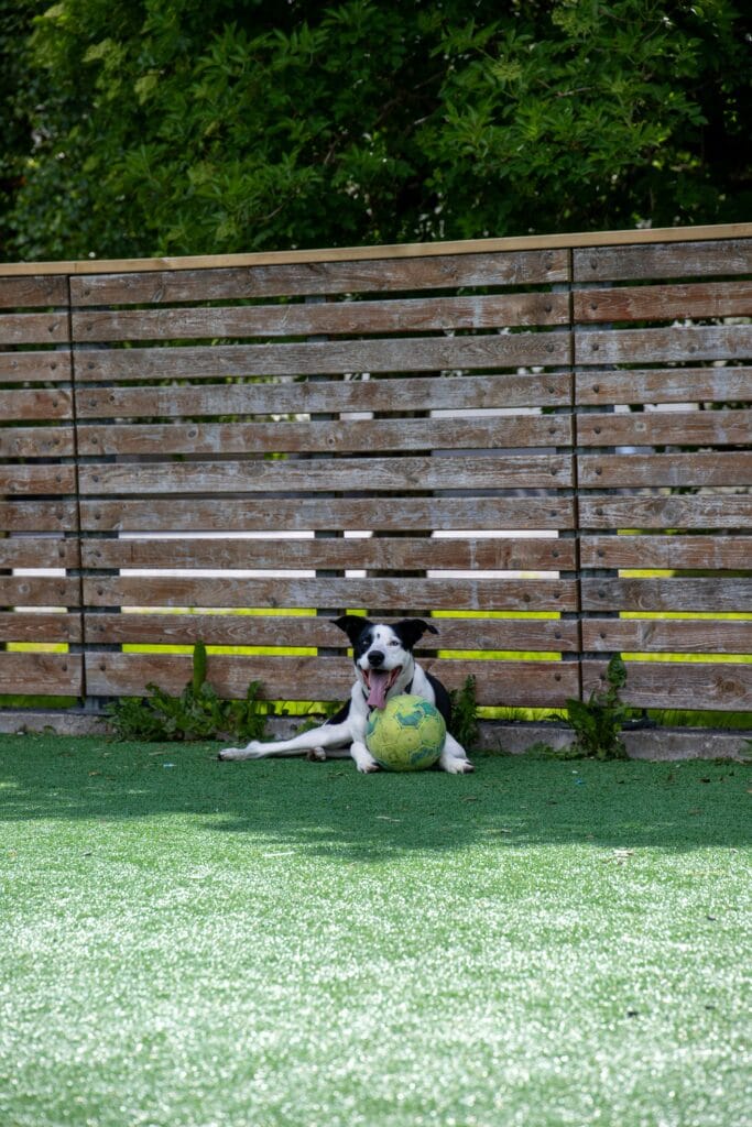 Happy dog lying in a sunny backyard with a colorful ball, enjoying a playful moment.