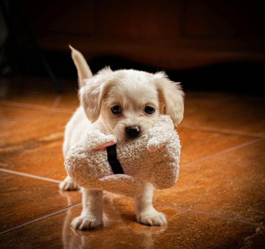 Cute fluffy puppy holding a plush toy on a wooden floor with natural lighting indoors.